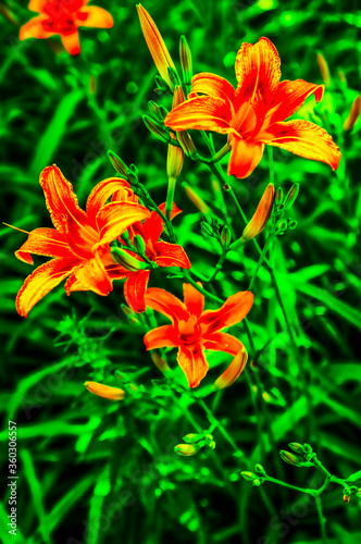 orange lily flower