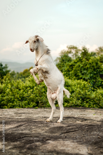 jumping goat