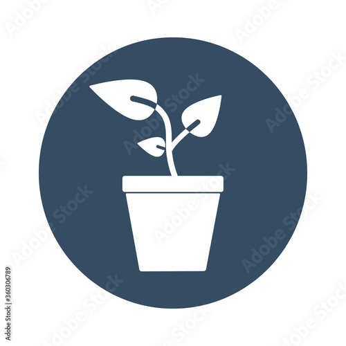 Plants in flower pot