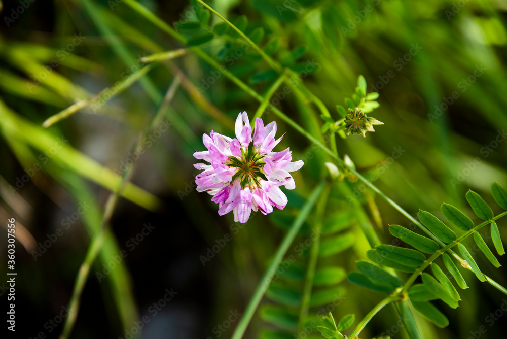 Coronilla Varia in summer with white background Coronilla Varia in summer with white background