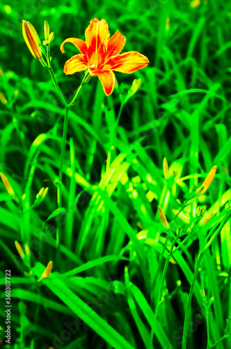 orange flower in the garden