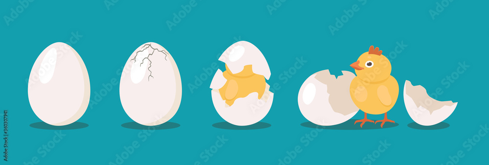 Hatching bird process set. Baby chicken birth from egg. Flat vector illustrations can be used for farming, poultry, Easter concept