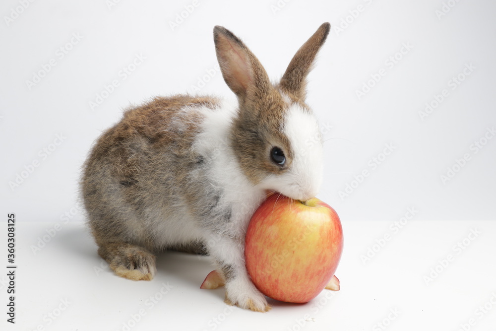Little Brown Bunny Rabbit with Red Apple