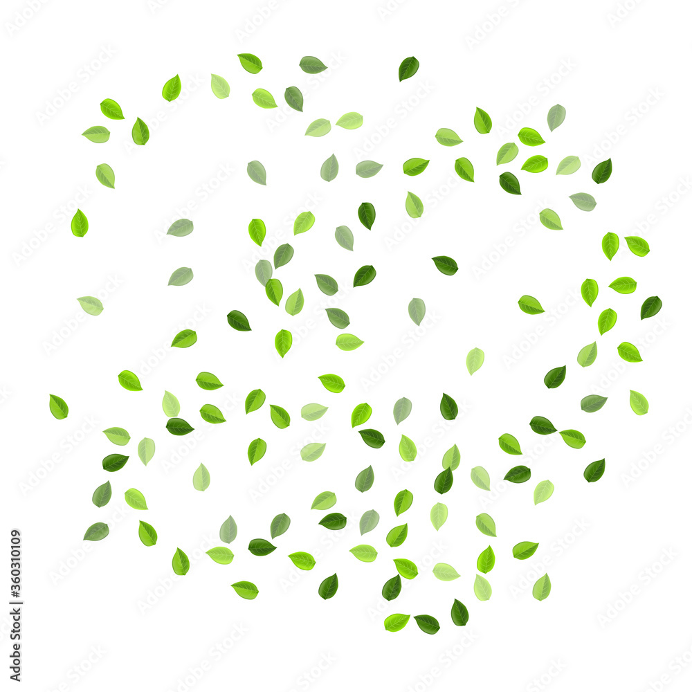 Olive Foliage Organic Vector Illustration. Motion 