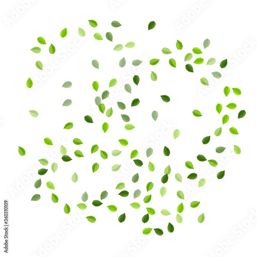 Olive Foliage Organic Vector Illustration. Motion 