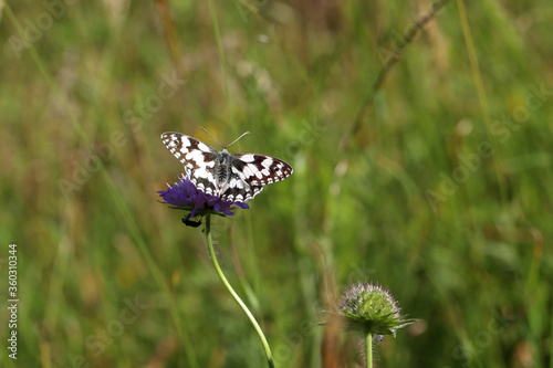 Melanargia galathea - A marbled white butterfly nectaring on a scabious flower photo