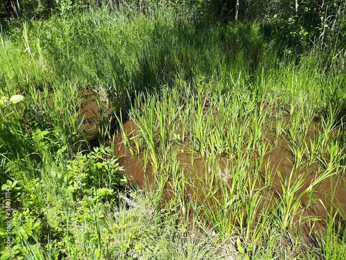 Photography Green grass in brown water - Oslo, lake Sognsvann