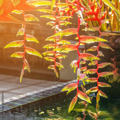 Beautiful blooming tropical Heliconia flower grown in the garden of the house photo