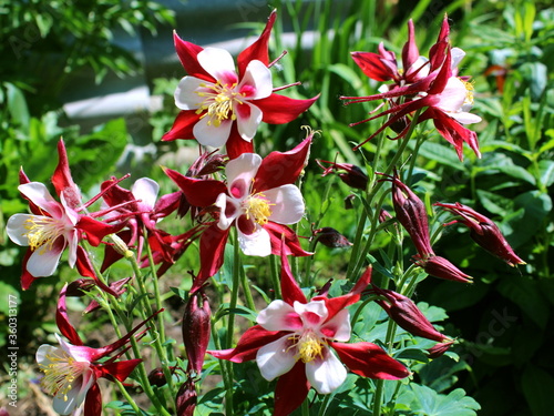 Red columbine (Aquilegia formosa) flower. Canadian columbine or Aquilegia granny bonnet native wild flower of western Canada. Closeup vibrant red & white color Aquilegia. Columbine in green garden photo