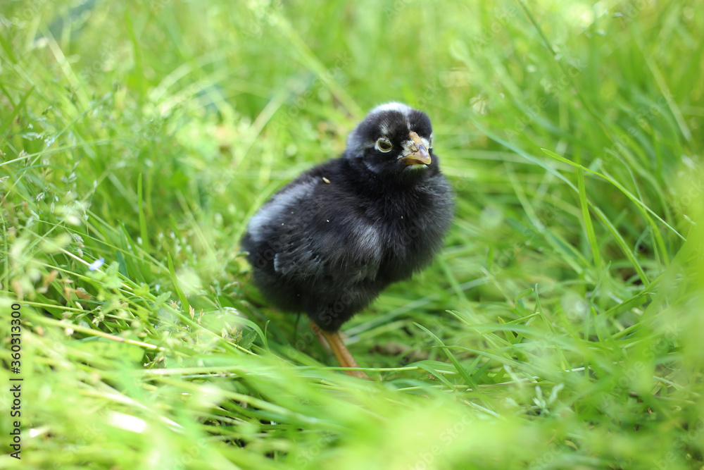 A little black chick grazes in a green twig on a sunny summer day. A little black chick grazes in a green twig on a sunny summer day.