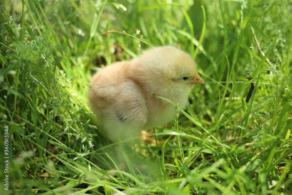 Little yellow chicken in tall green grass on a warm sunny summer day. Little yellow chicken in tall green grass on a warm sunny summer day.