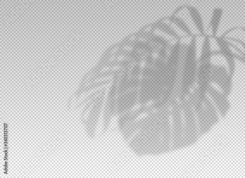 Shadow plant leaf overlay effect. Tropic leaves. Light from the monstera and palm leaves on transparent background. Reflected on wall. Realistic soft summer tropical shade for design mockup. Vector