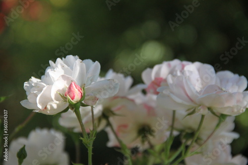 Pink rose blossom spring romantic flower 