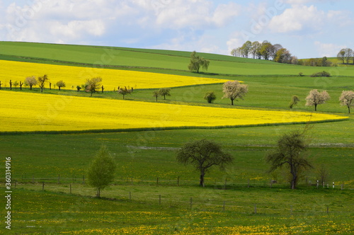 Rural landscape with yellow flowers