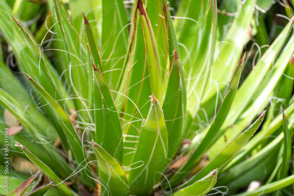 Thread Agave, Agave filifera,, also commonly known as Thread-leaf Agave or Hairy Agave from Mexico Thread Agave, Agave filifera,, also commonly known as Thread-leaf Agave or Hairy Agave from Mexico