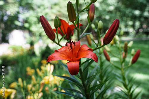 Amazing Flowers in bloom in New England