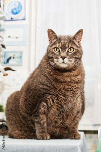  chat obèse assis sur une table de cuisine dans l'intérieur d'un appartement 