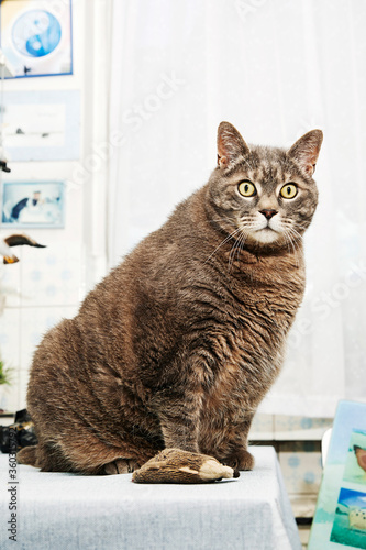 chat obèse assis sur une table de cuisine dans l'intérieur d'un appartement 