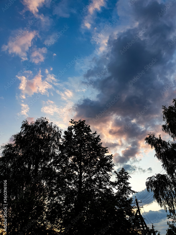 Fototapeta premium sunset in the forest