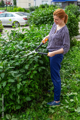 Hedge trimming. Gardener cutting bushes by scissors. lilac Hungarian