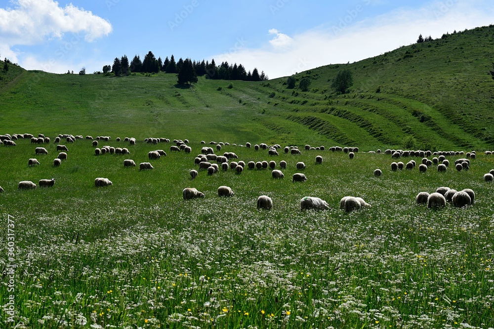 A flock of sheep grazes on a flowering meadow on a sunny day.Organic farming in pure nature in the middle of Slovakia, in the middle of Europe