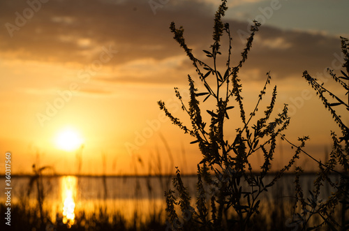 Herbs at sunset over the lake.  Stunning bright sunset