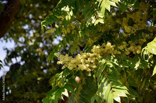 Tree branches with flowers of Rhus copallinum or Shining sumac. photo
