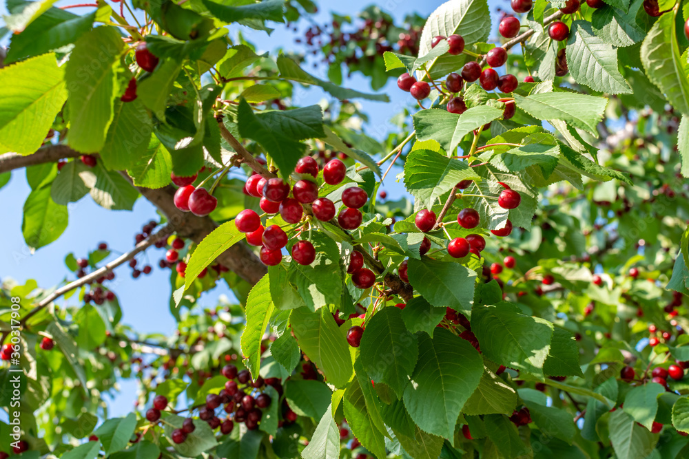 Cherry tree ripe ready organic grown fruits Cherry tree ripe ready organic grown fruits