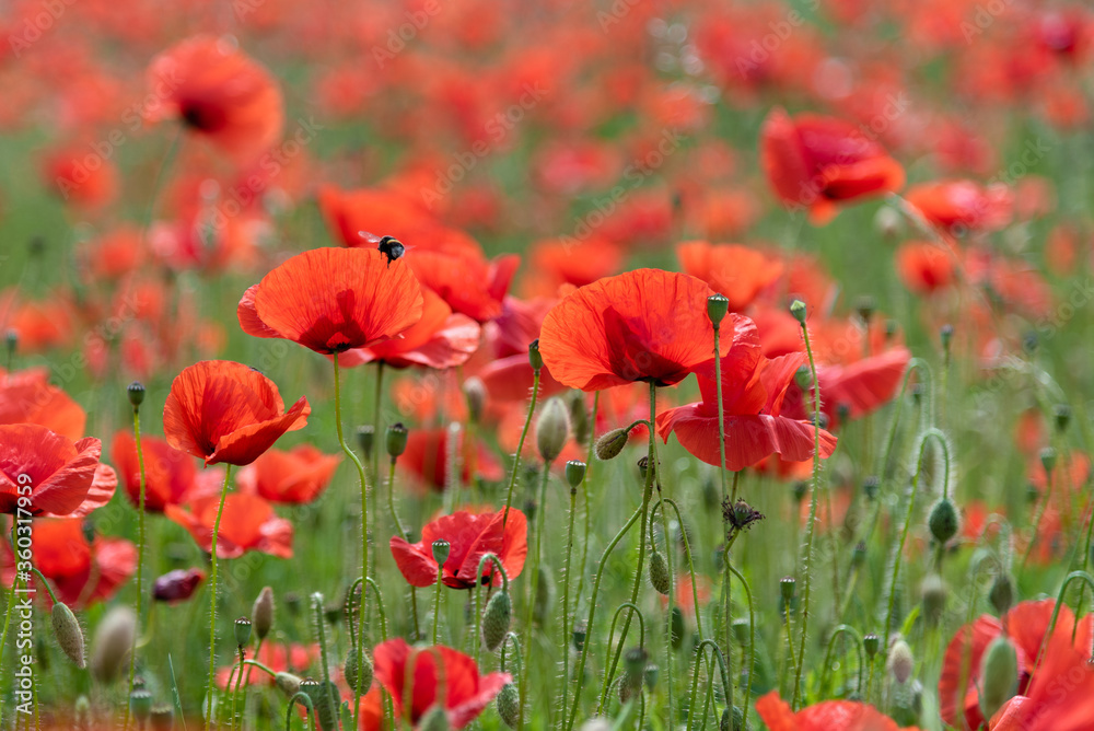 Red poppy flower field. Beautiful natural landscape Red poppy flower field. Beautiful natural landscape