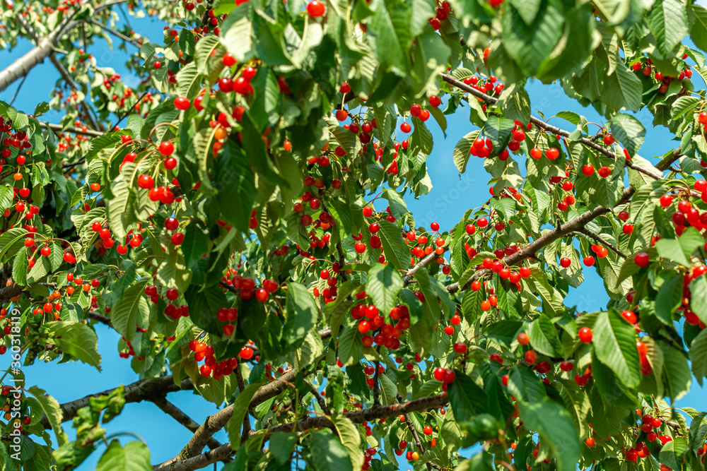 Cherry tree ripe ready organic grown fruits