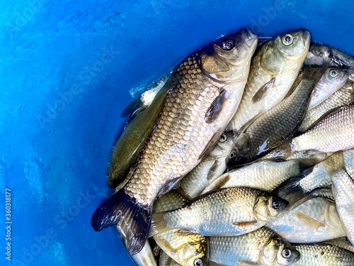 Fresh crucian fish on a blue background with copy space. fresh catch of river fish