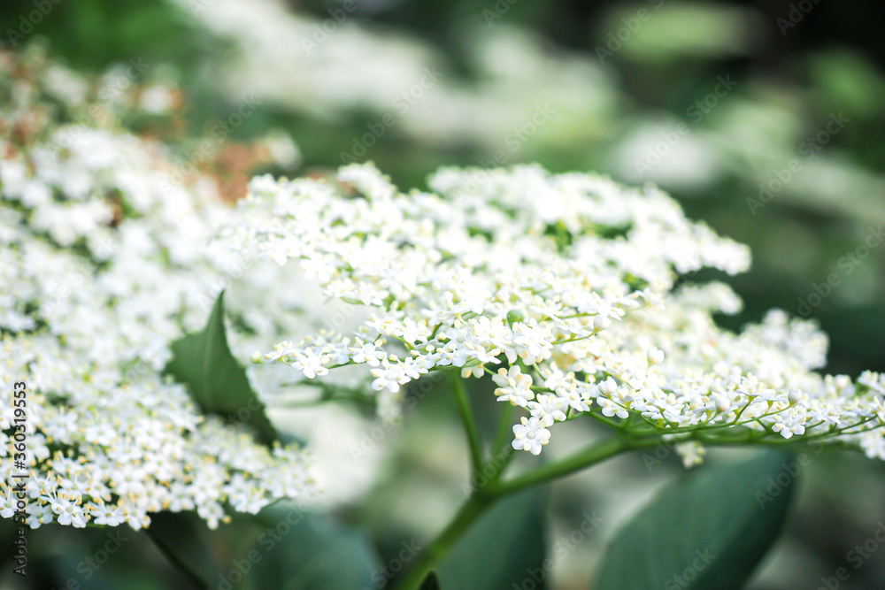 Blooming elderflower in garden (Sambucus nigra) Blooming elderflower in garden (Sambucus nigra)