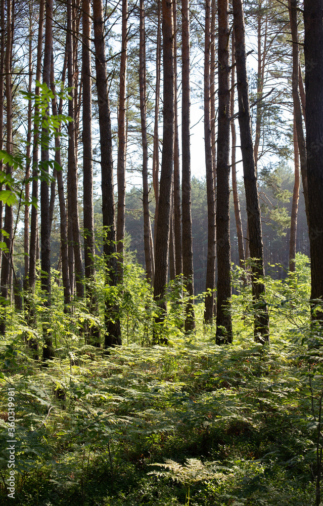 pine forest with thickets of ferns pine forest with thickets of ferns