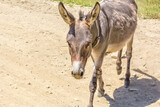 Cute donkey on a dusty rural road, close-up