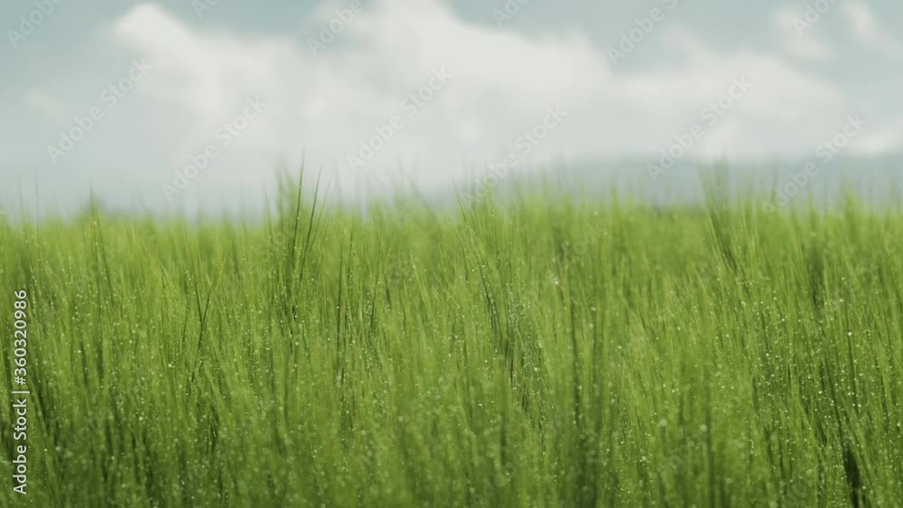 Close-up Field of beautiful spring rye and green wheat with drops of water closeup for green industry. grass sways in the wind 4k Close-up Field of beautiful spring rye and green wheat with drops of water closeup for green industry. grass sways in the wind 4k