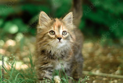 Little striped kitten hiding in the grass
