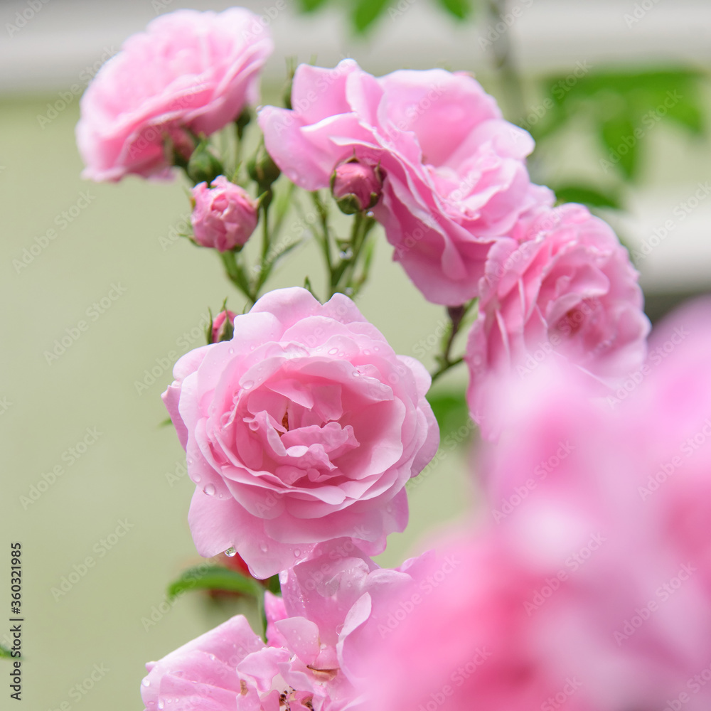 rose bush flowers during blossoming after rain rose bush flowers during blossoming after rain