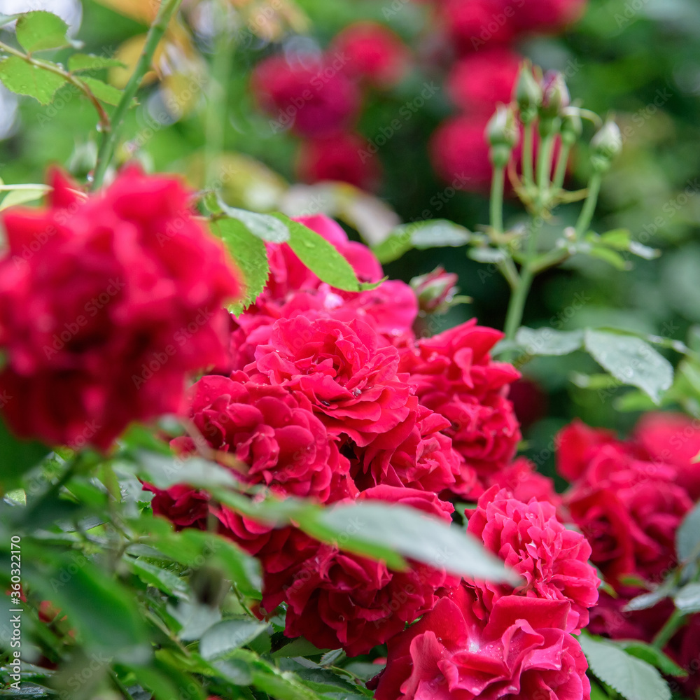 rose bush flowers during blossoming after rain rose bush flowers during blossoming after rain