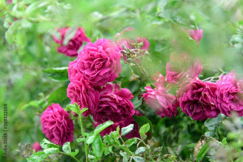 rose bush flowers during blossoming after rain rose bush flowers during blossoming after rain