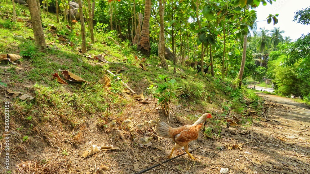 Wild chicken running in the tropical farm, surrounded by bright green grass and trees. Open landscape. Wild chicken running in the tropical farm, surrounded by bright green grass and trees. Open landscape.