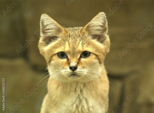 SAND CAT Felis margarita