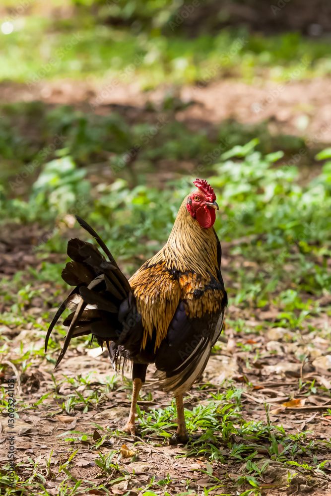 Aggressive rooster cock standing in green grass at farm yard looking to the camera and ready to attack 