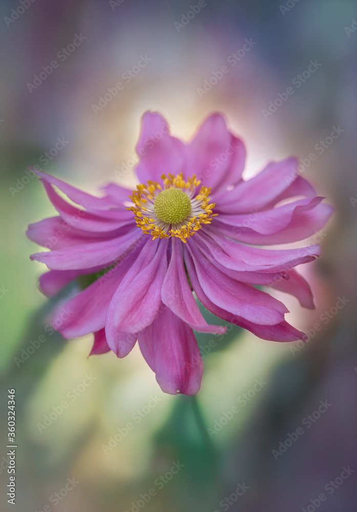 Fototapeta premium Pink Japanese windflower or anemone macro