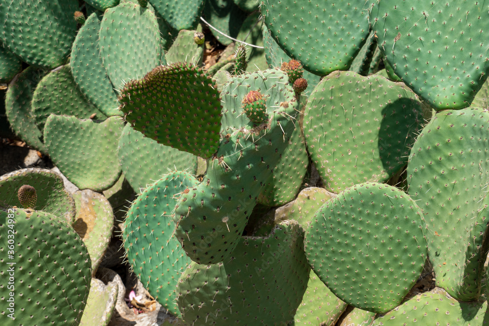 Close up of Opuntia, commonly called prickly pear, is a genus in the cactus family, Cactaceae. Close up of Opuntia, commonly called prickly pear, is a genus in the cactus family, Cactaceae.