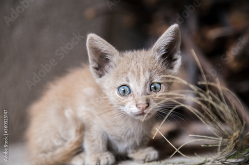small yellow cat with blue eyes © @Nailotl