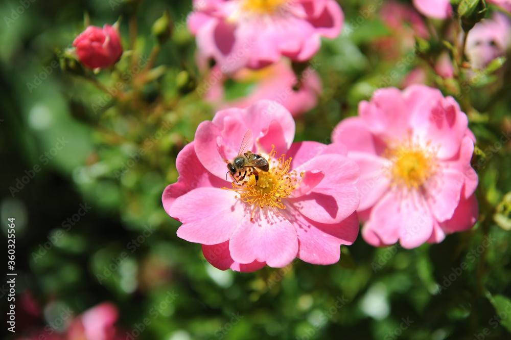 Bienenweide Rose rosa,
Bienenfreundliche Beetrose
Bienenweide Rose rosa,
Bienenfreundliche Beetrose