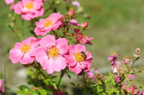 Bienenweide Rose rosa,
Bienenfreundliche Beetrose
