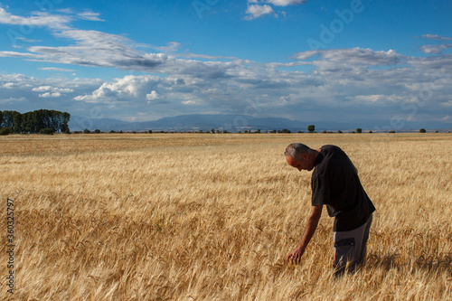 Farmer touching a golden ear of wheat in the wheat field © Ancoay