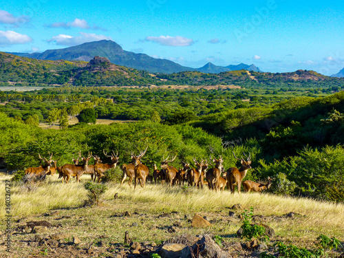 Cascavelle, Mauritius, June 24th, 2014 - Casela World of Adventures nature park, Cascavelle, Mauritius photo