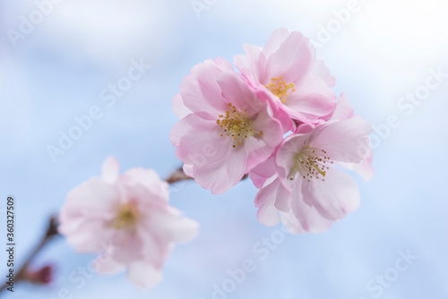 Pink Japanese cherry blossom macro on sky background